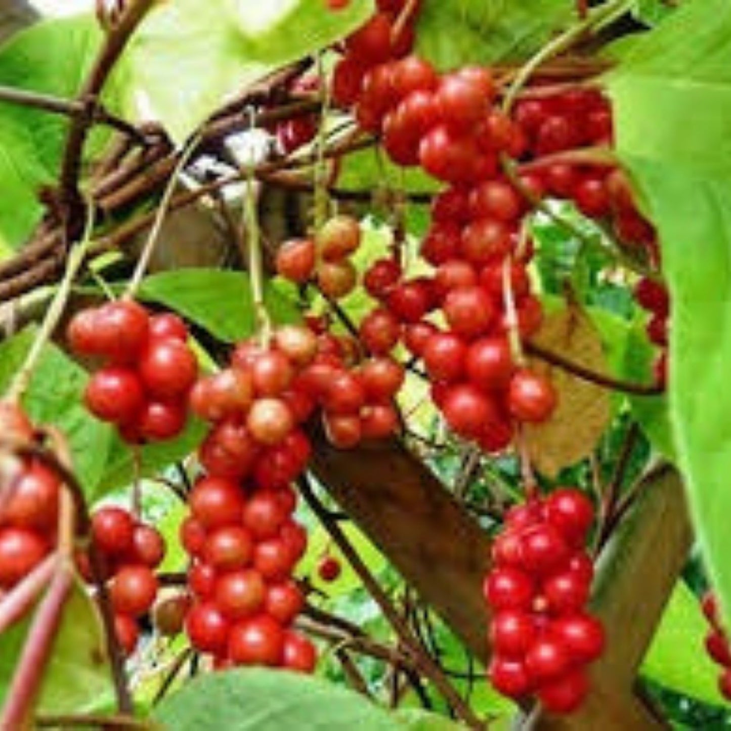 10+ Magnolia Vine Seeds - Schisandra Sphenanthera, Organic, Rare & Medicinal