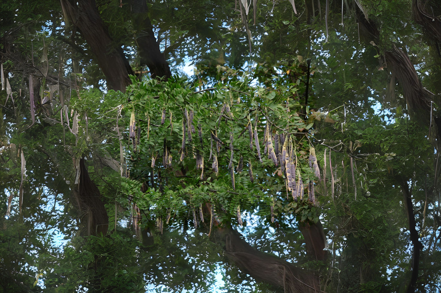 Chinese Honeylocust Soap Bean Pod (Gleditsia sinensis)