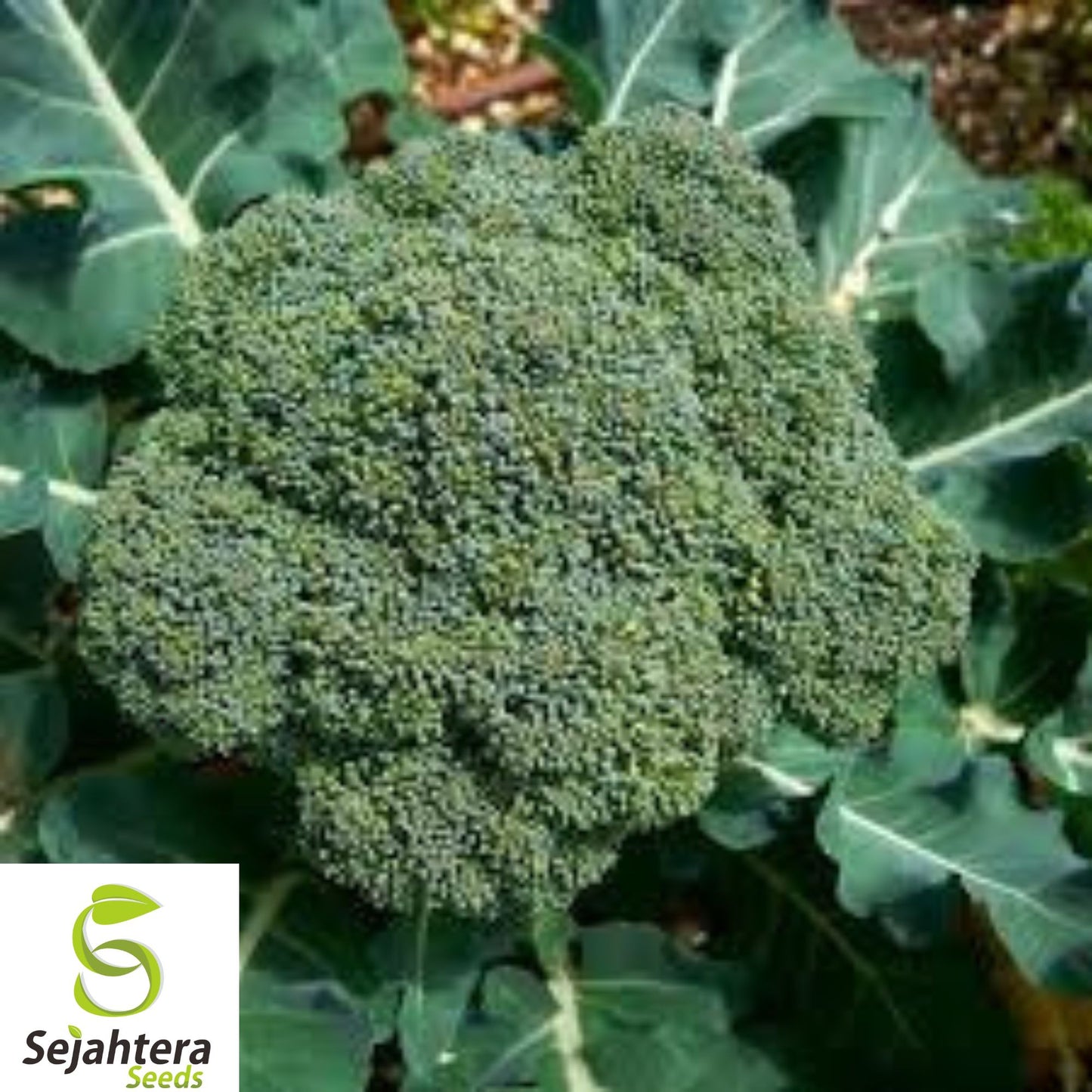 1000+ Waltham 29 Broccoli Seeds - Heirloom, Organic, Non-GMO, Hardy & Fresh