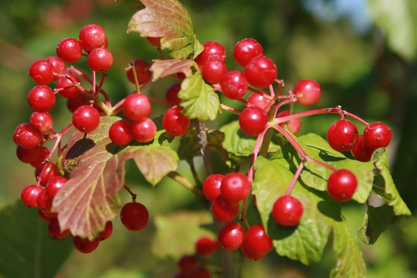 Highbush Cranberry tree/shrub Viburnum berry plant LIVE PLANT edible