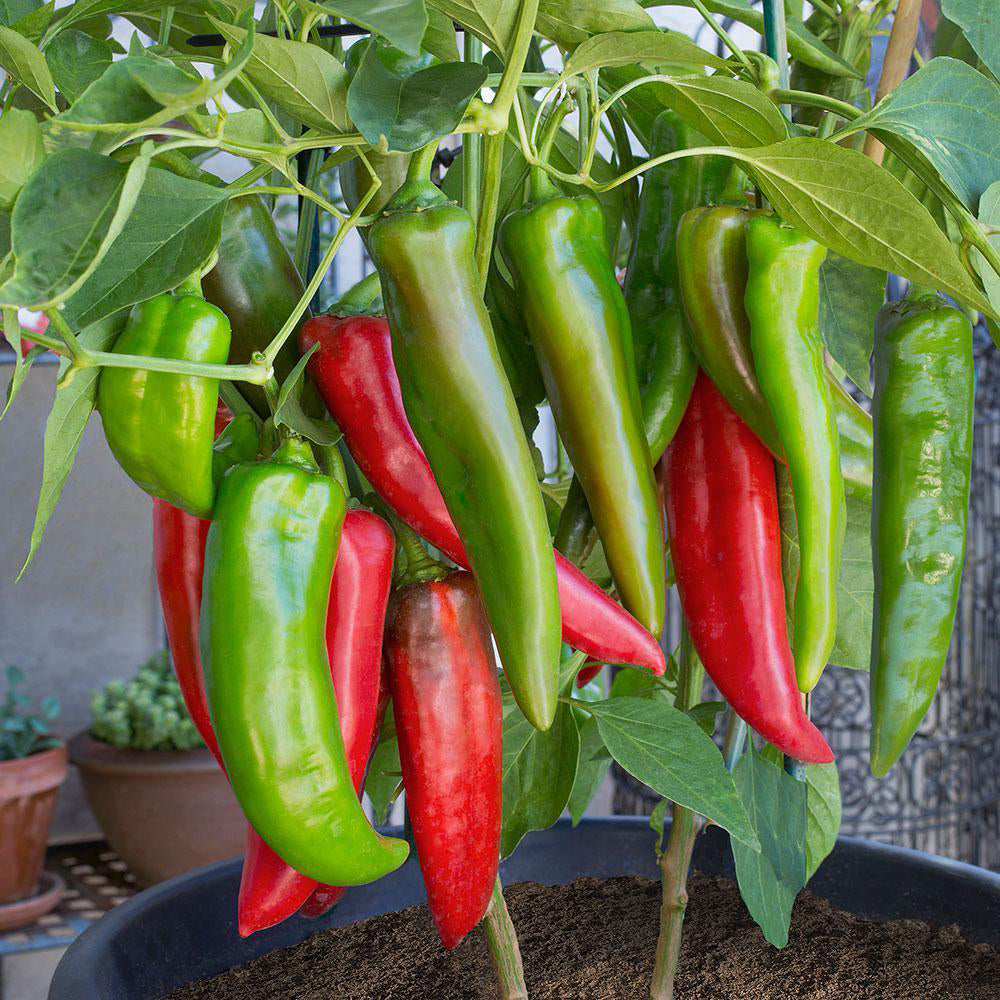 Anaheim Hot Pepper