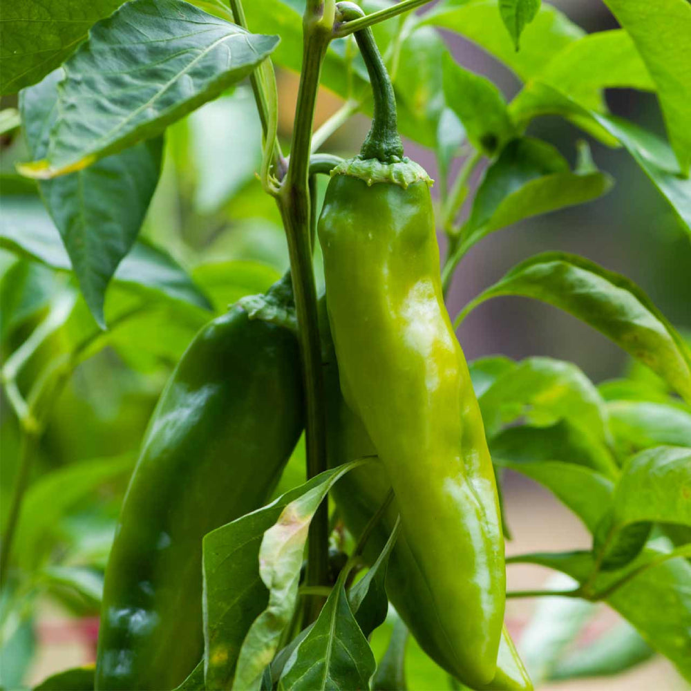 Anaheim Hot Pepper