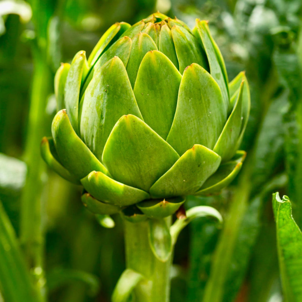 Artichoke Green Globe
