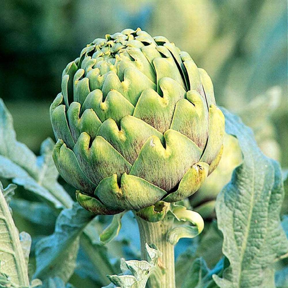 Artichoke Green Globe