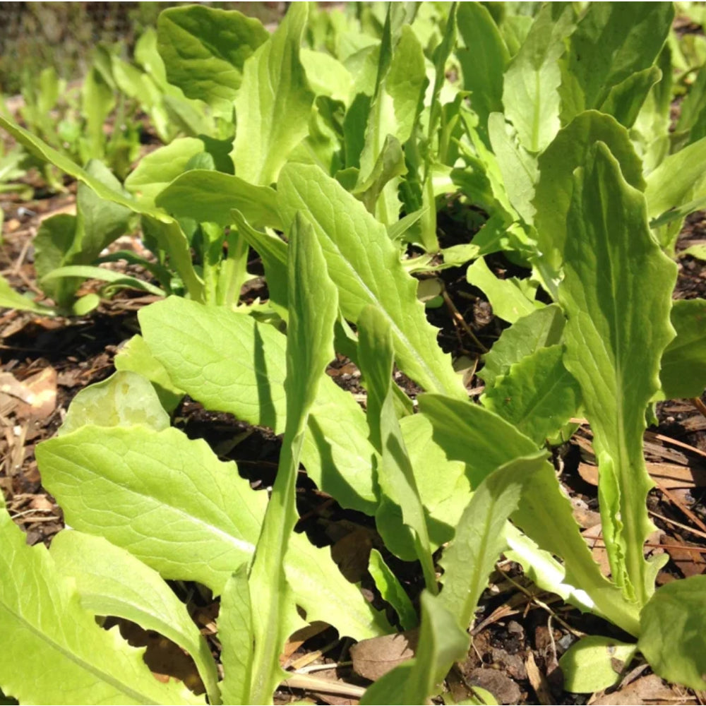 Asparagus Lettuce - New Yu Mai
