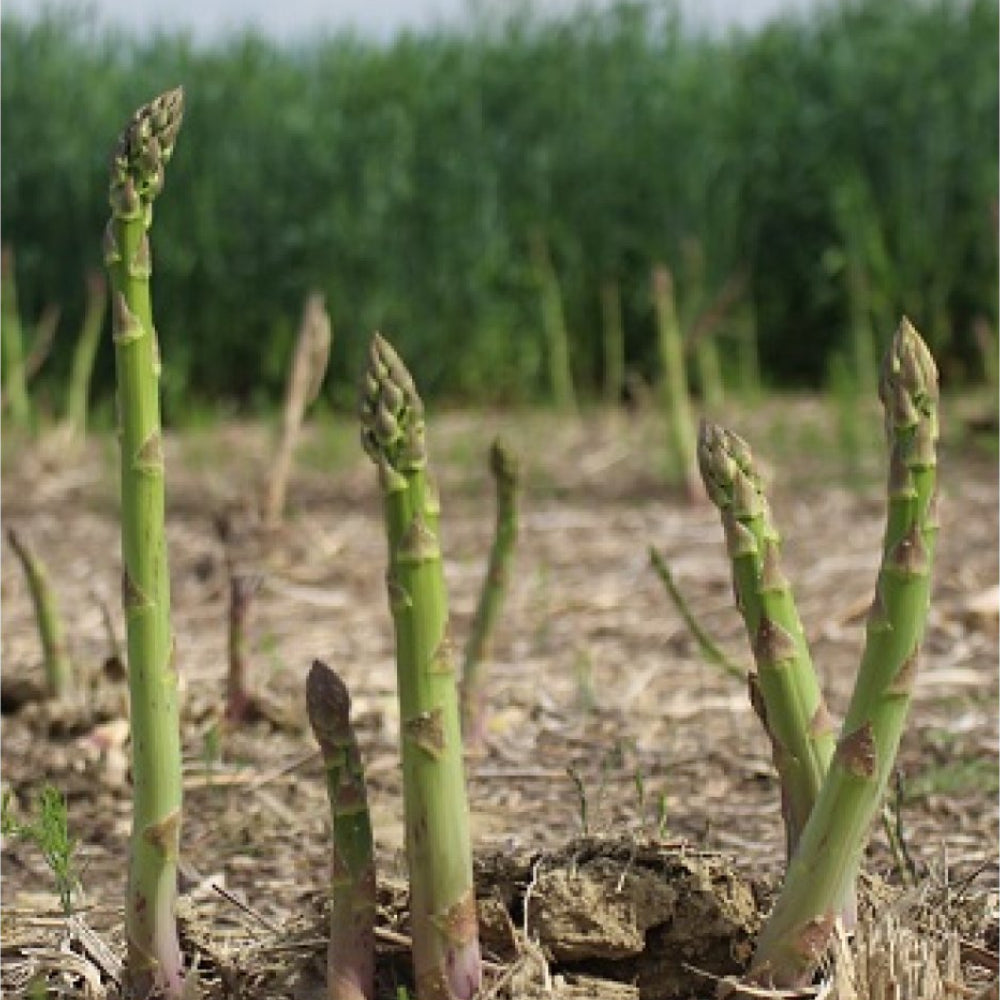 Asparagus Mary Washington