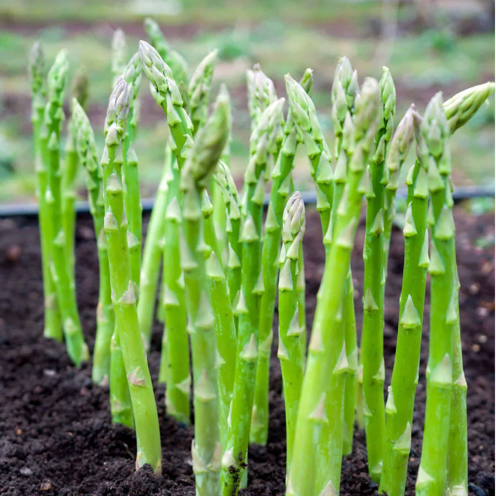Asparagus Mary Washington