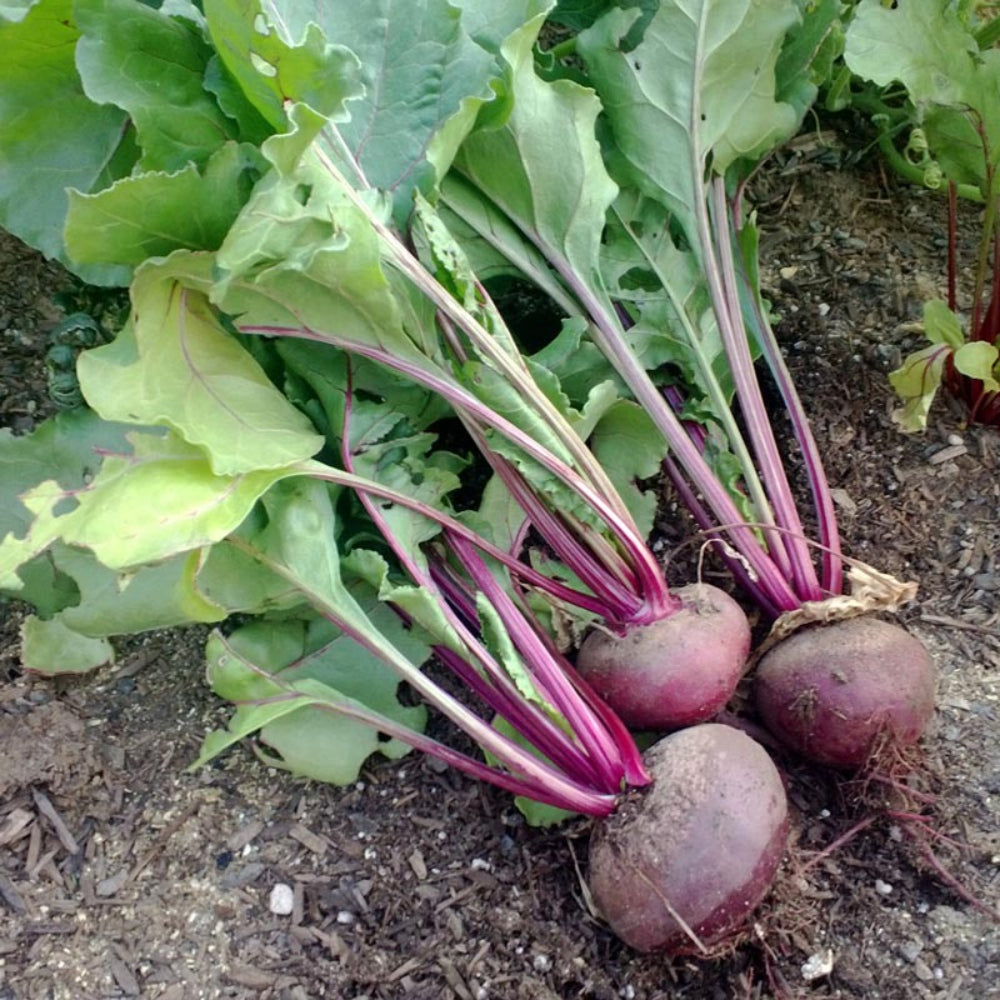 Beet Detroit Dark Red