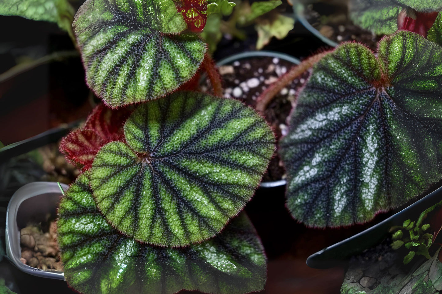 Begonia Plant - Established Root System - Colorful Versicolor Variety - Begonia versicolor