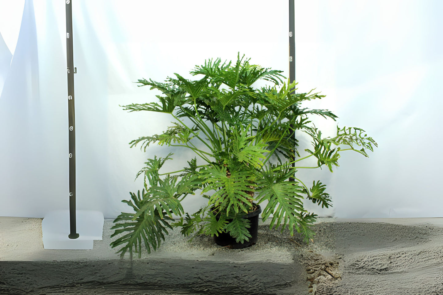 Philodendron Selloum Plant - Small 6in Pot - Lacy Tree Variety (Philodendron bipinnatifidum) - Split Leaf Houseplant