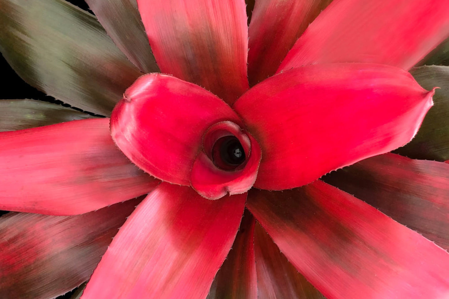 Bromeliad Plant 6" Neoregelia Maria - Tropical Houseplant, Decorative Indoor Plant, Neoregelia (Variety of Bromeliads)