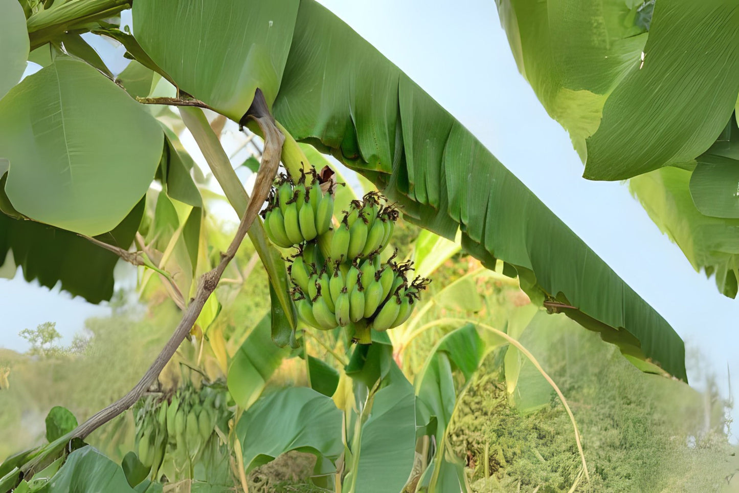 Banana Tree {Musa Gran Nain} Starter Plant | Perennial Fruit Tree