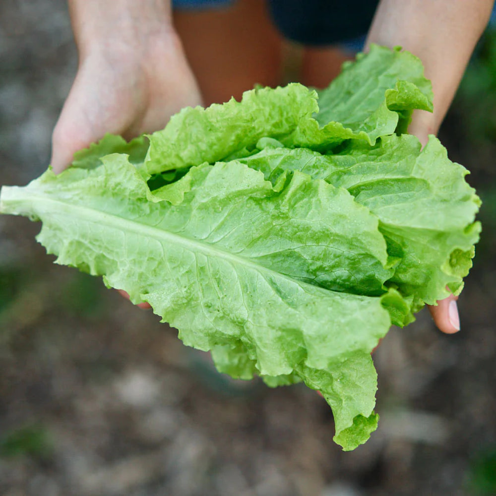 Black Seeded Simpson Leaf Lettuce