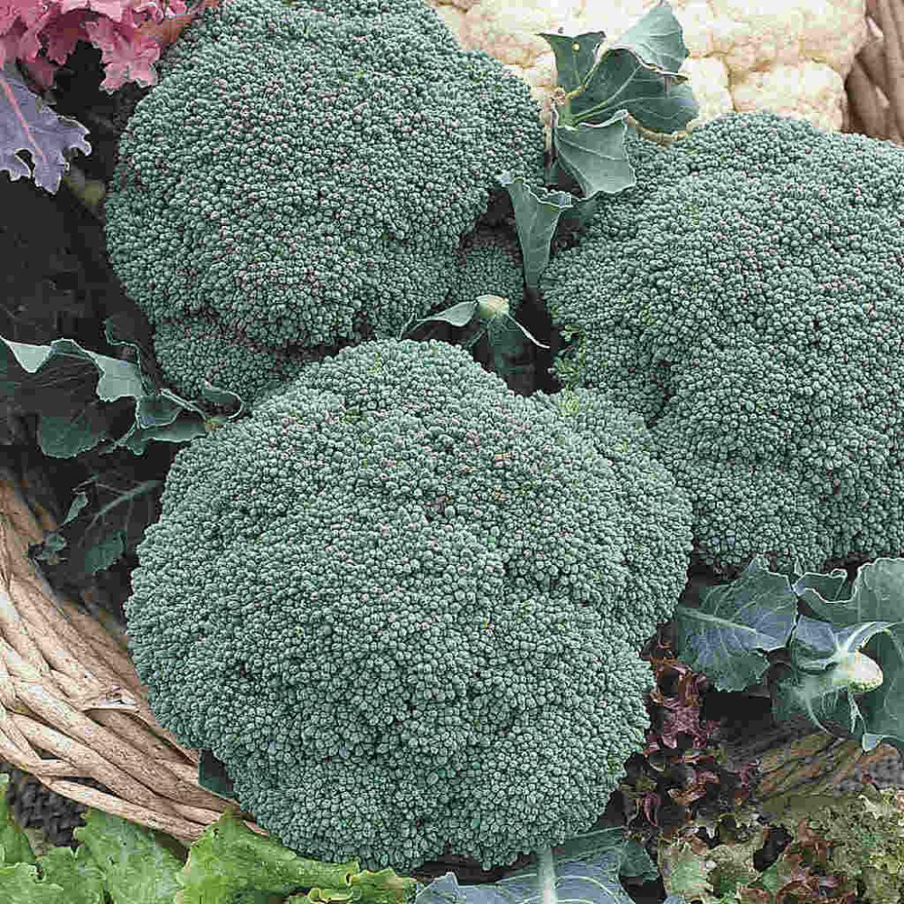 Broccoli Green Sprouting Calabrese