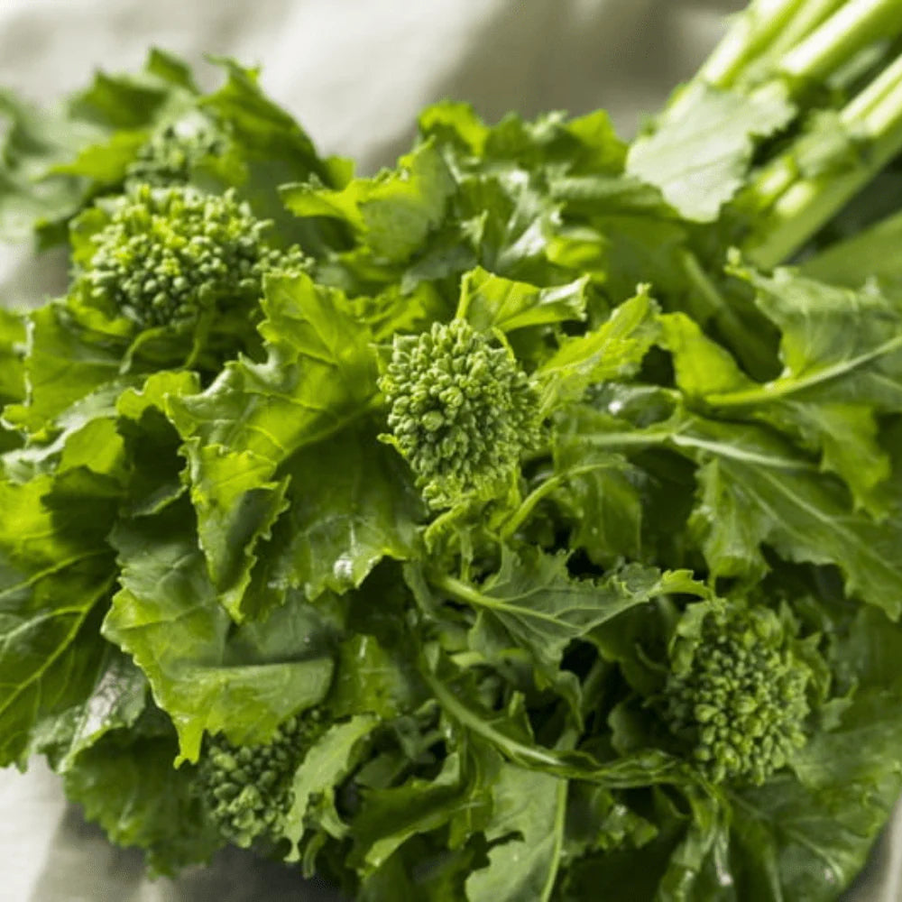 Broccoli Raab Rabe Spring Rapini