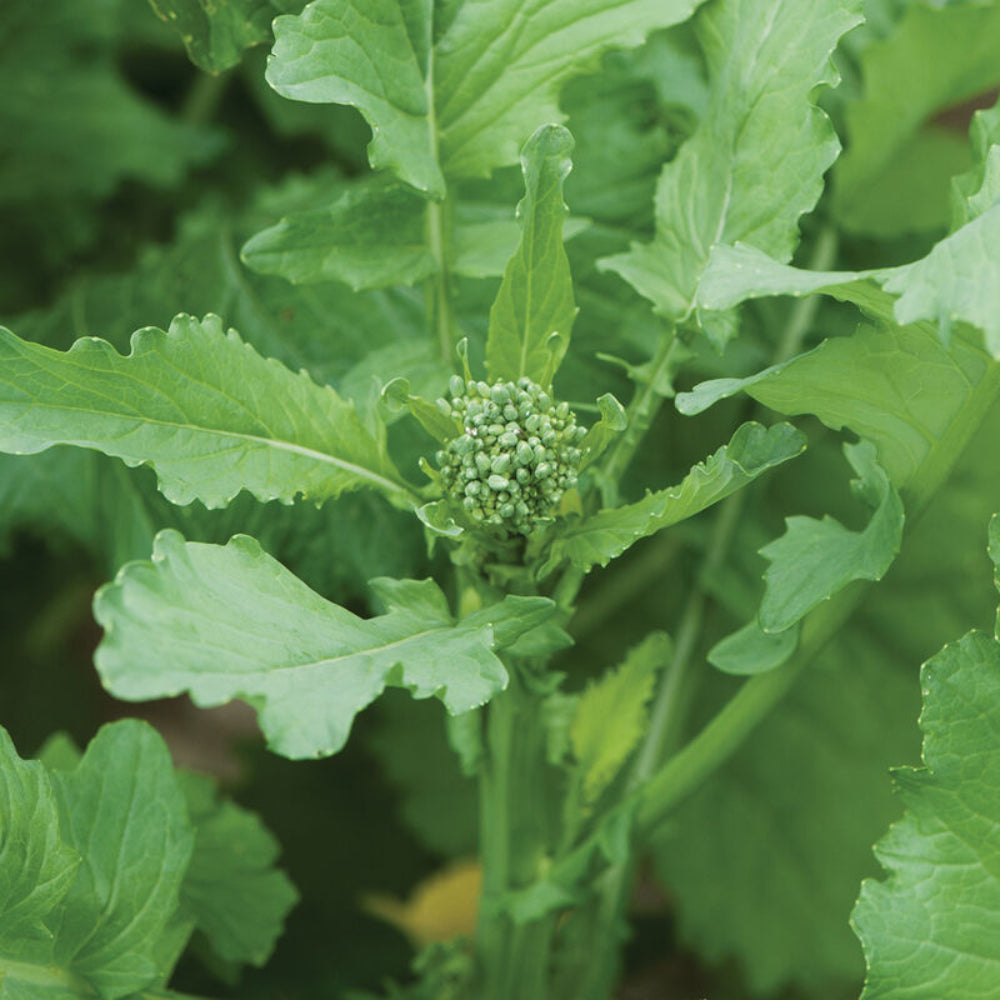 Broccoli Raab Rabe Spring Rapini