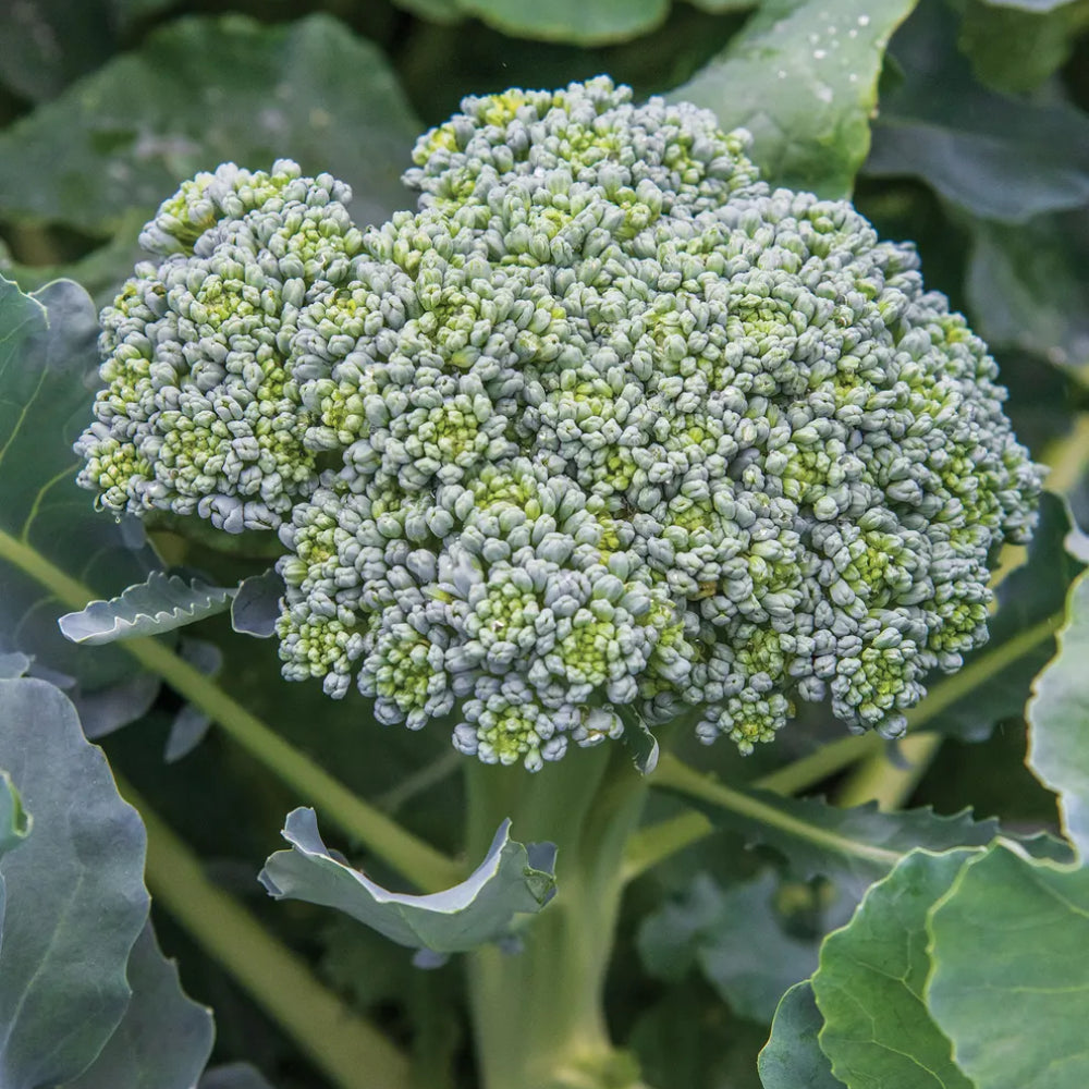 Broccoli Waltham 29