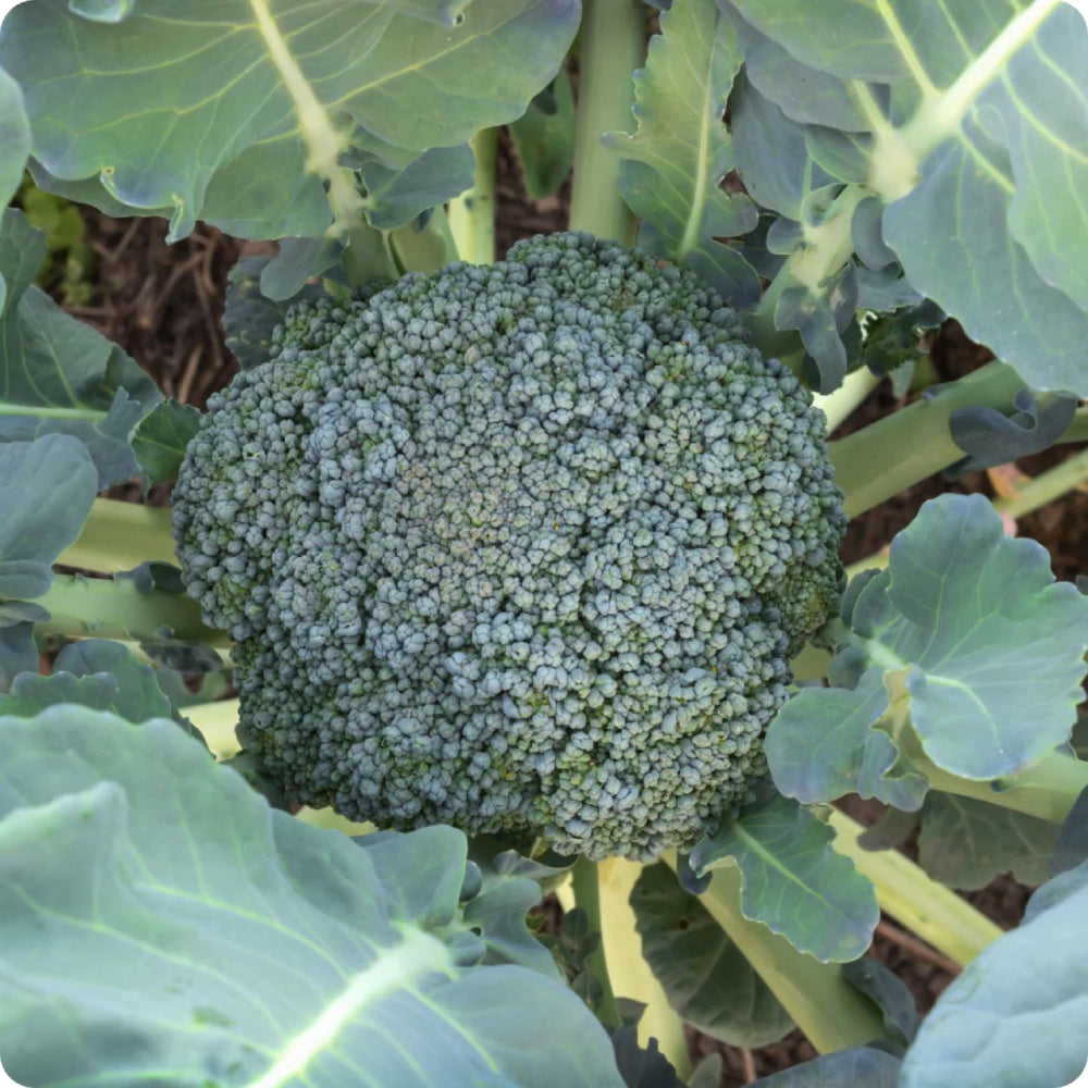 Broccoli Waltham 29