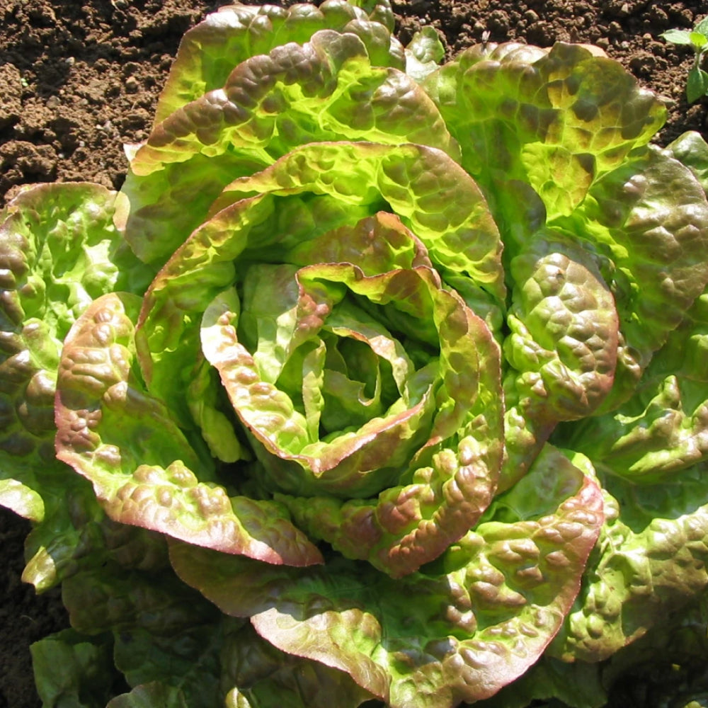 Bronze Mignonette Butterhead Lettuce