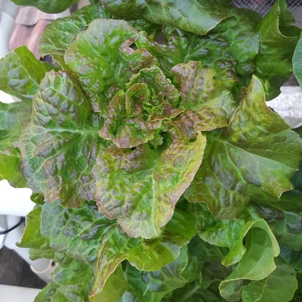 Bronze Mignonette Butterhead Lettuce