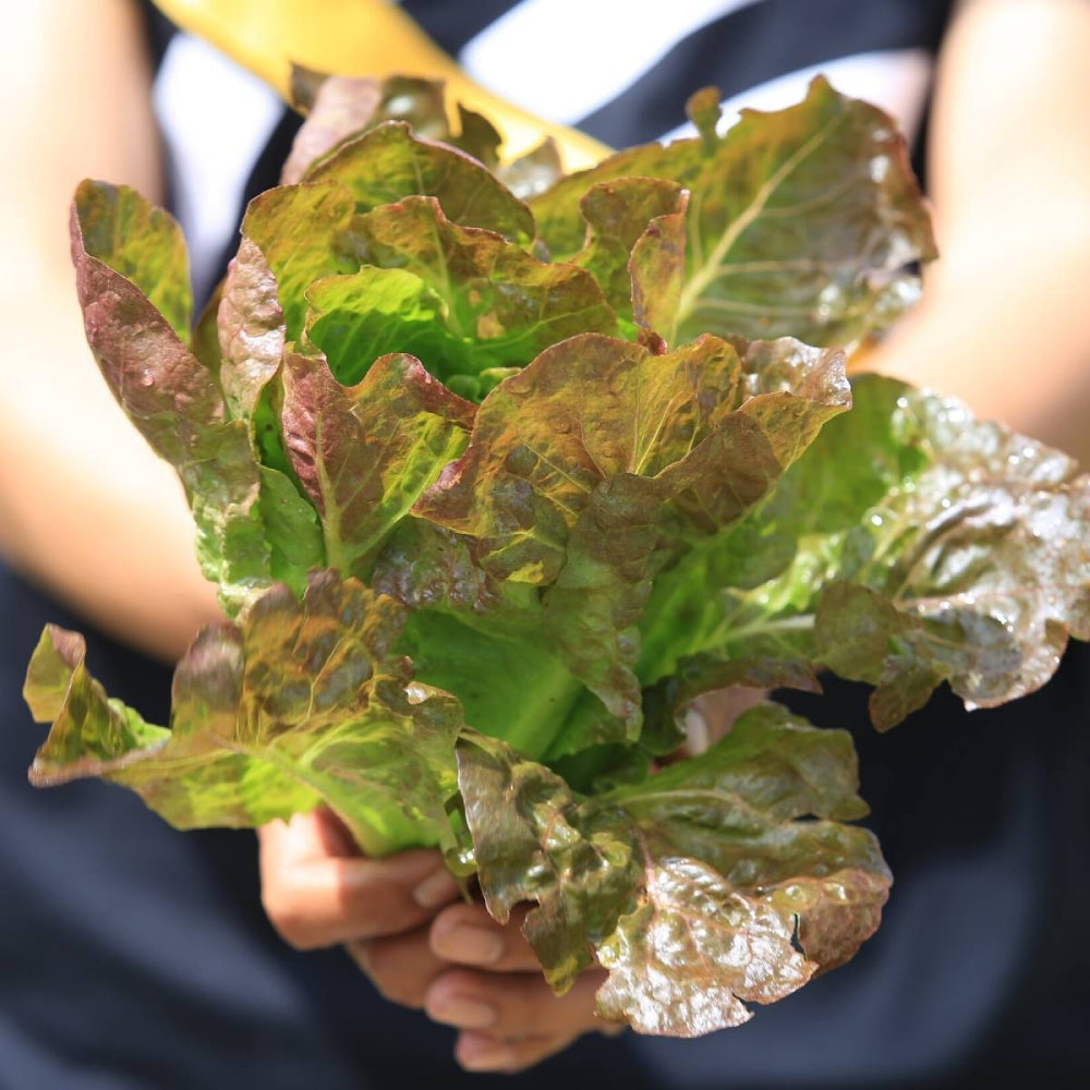 Bronze Mignonette Butterhead Lettuce