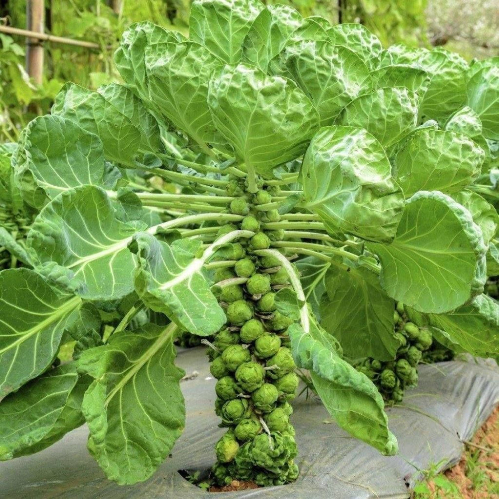 Brussel Sprouts Long Island Improved