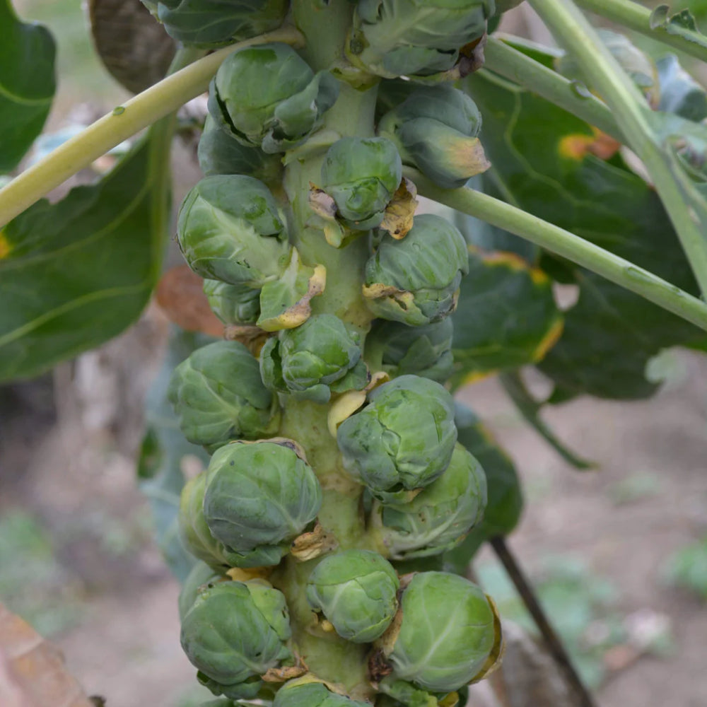Brussel Sprouts Long Island Improved