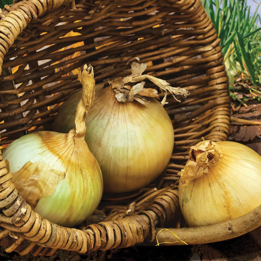Burrell's Yellow Valencia Onion