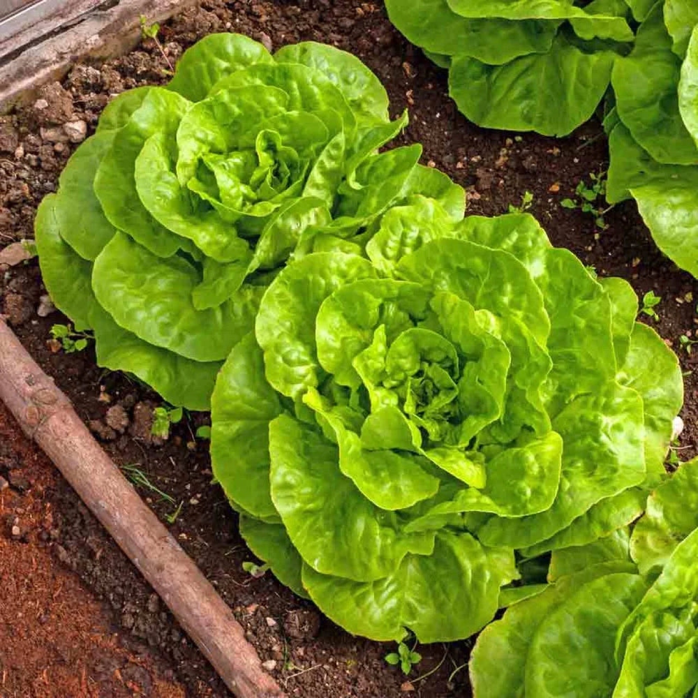 Buttercrunch Butterhead Lettuce