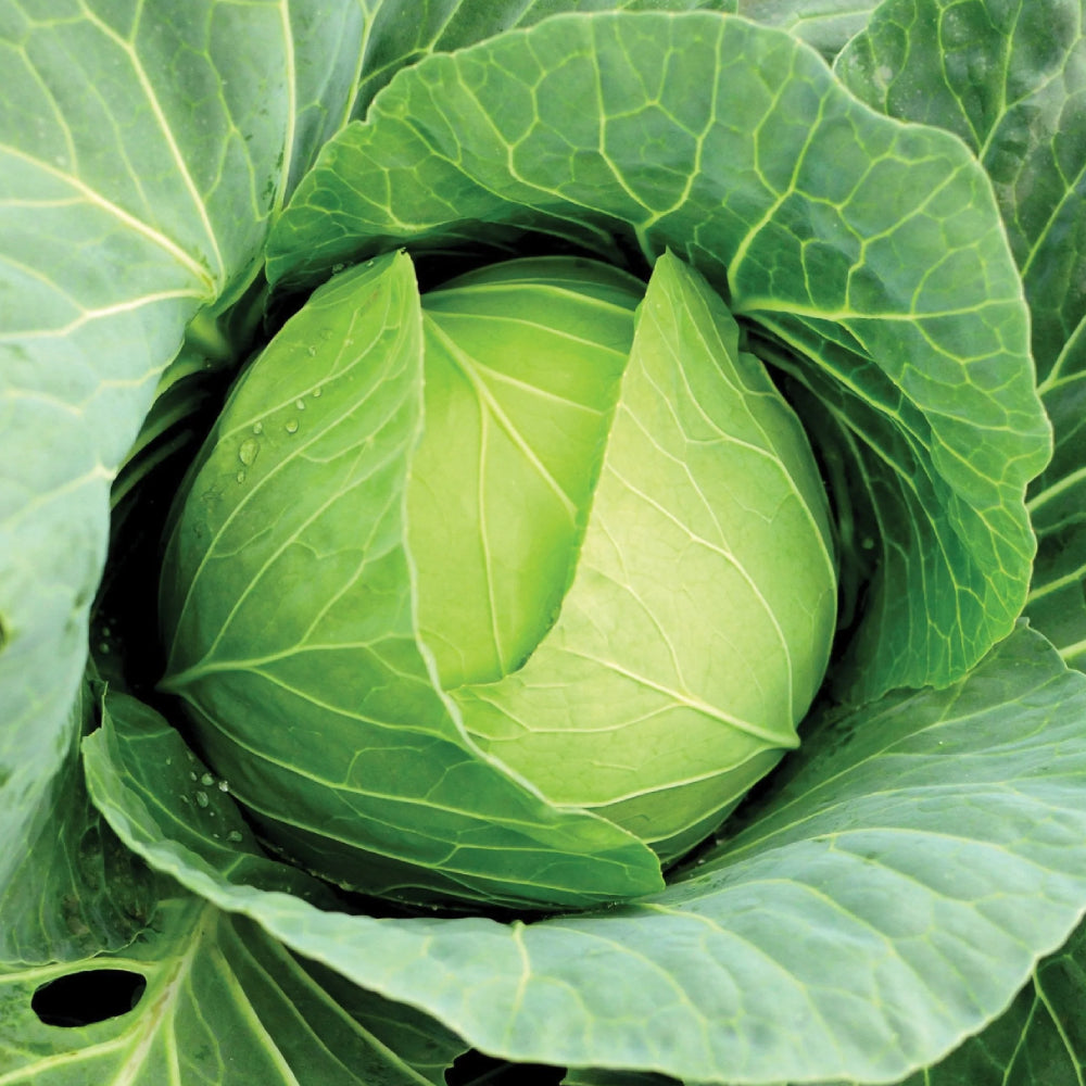 Cabbage Copenhagen Market