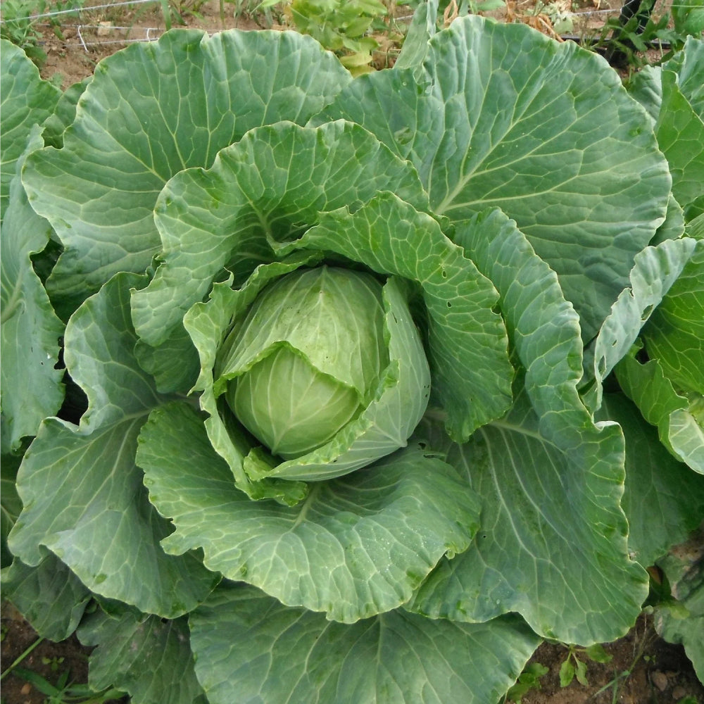 Cabbage Copenhagen Market