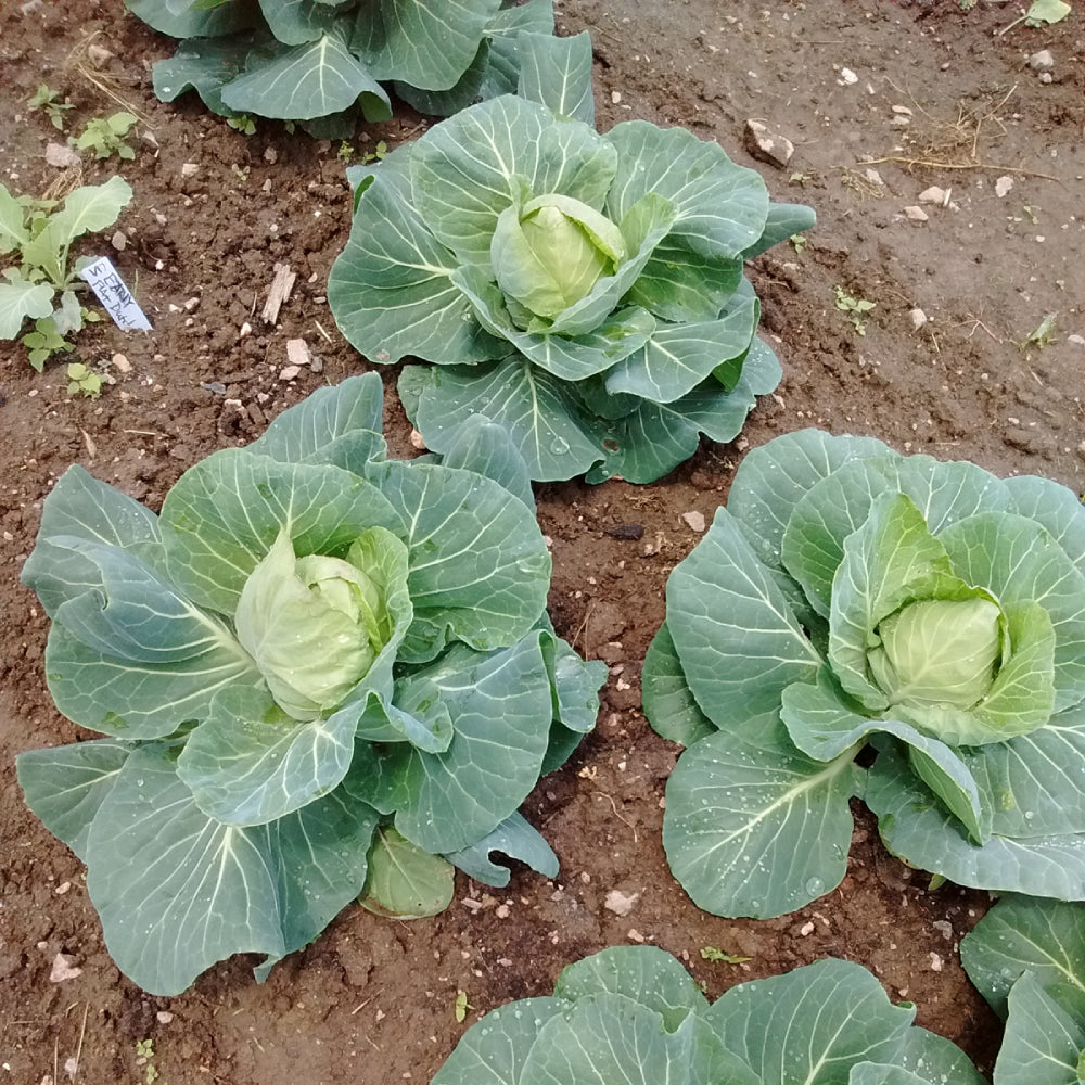 Cabbage Early Jersey Wakefield