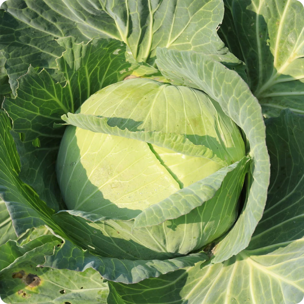 Cabbage Golden Acre