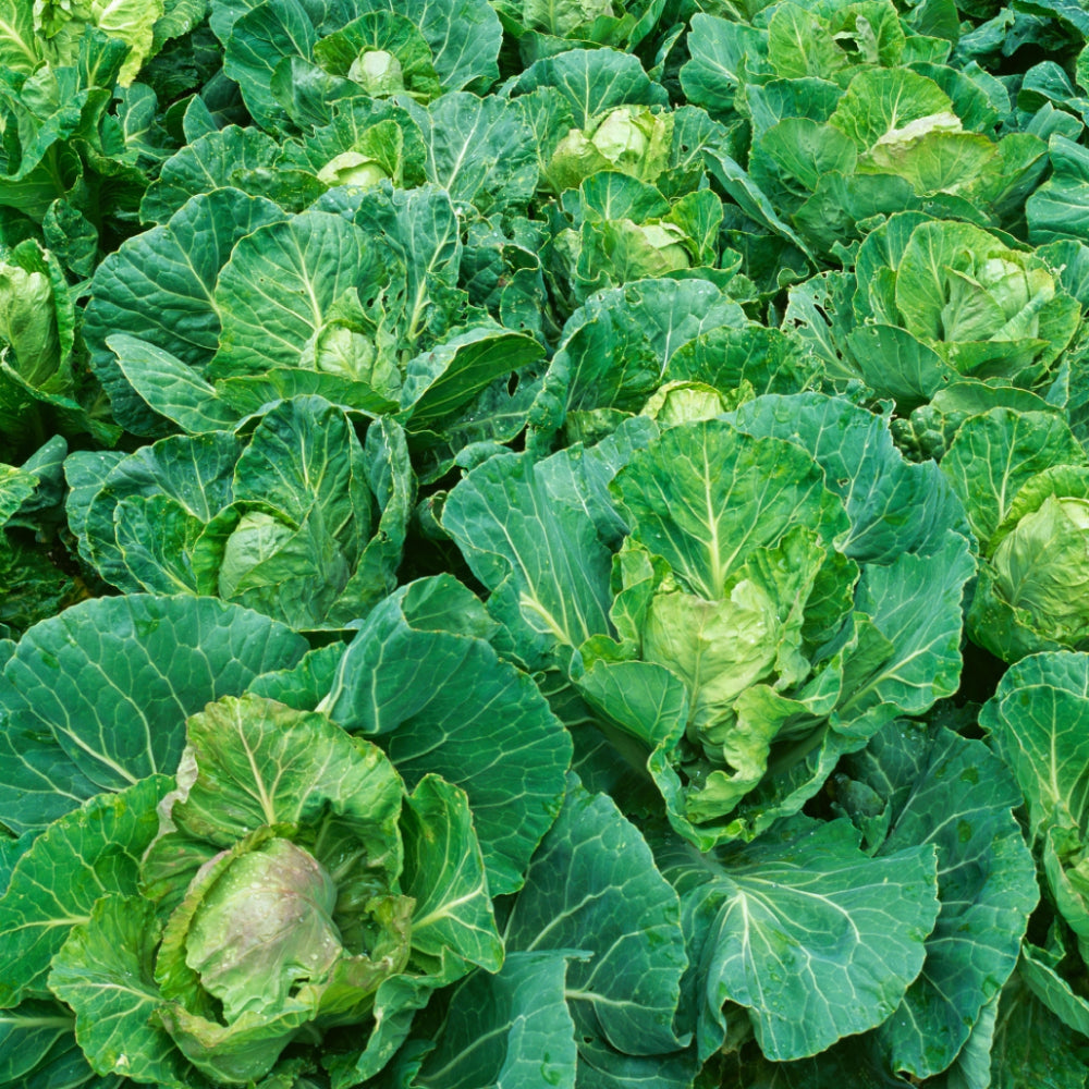Cabbage Golden Acre