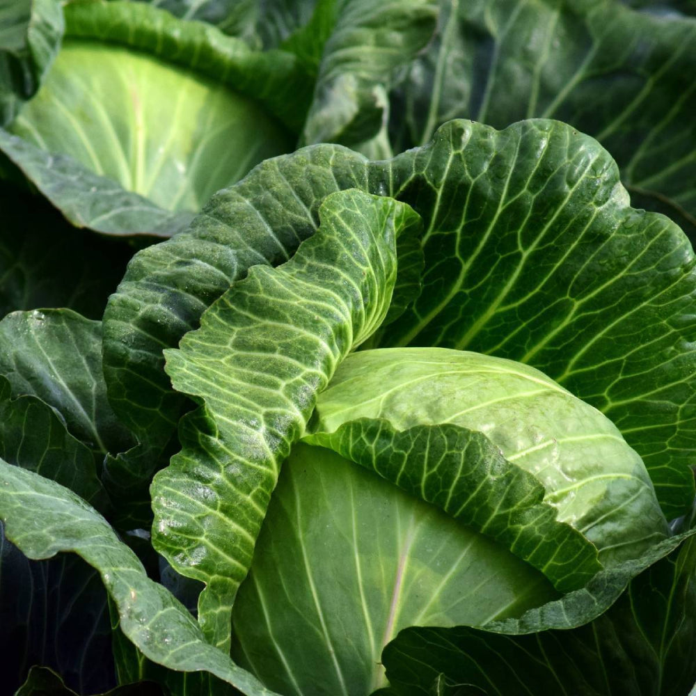 Cabbage Golden Acre