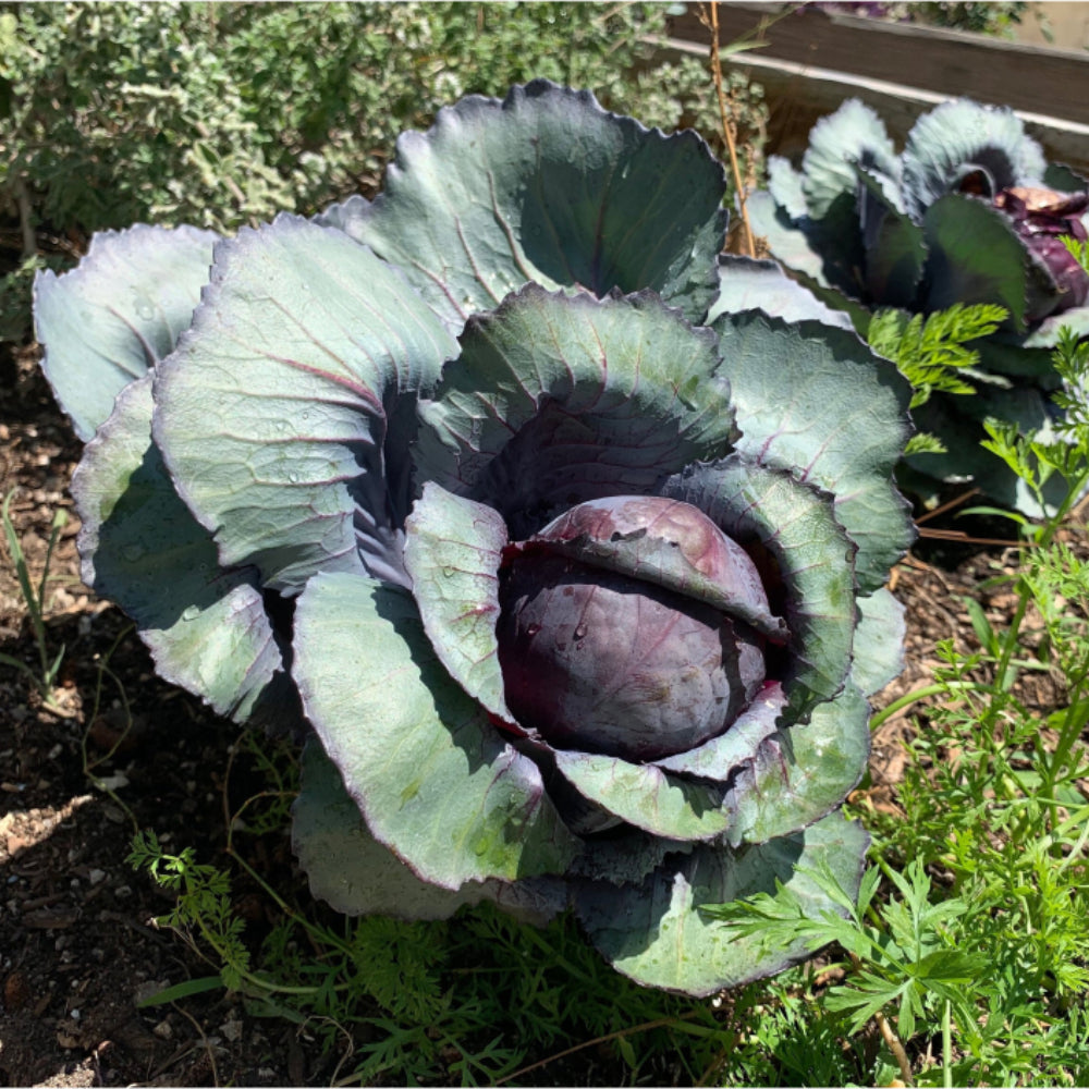 Cabbage Red Acre