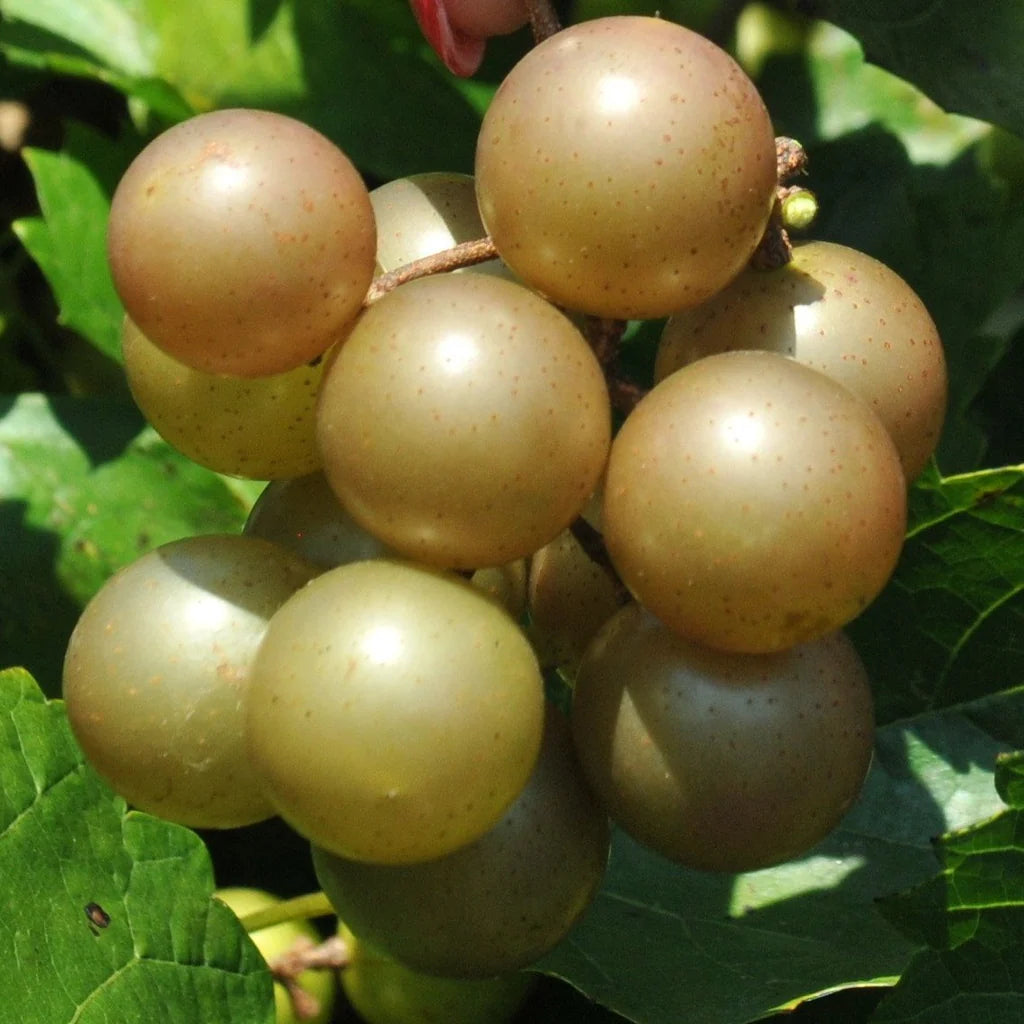 2 Carlos Muscadine Grape Vine 2Years Old Bare Root Live Plant 1-2ft tall