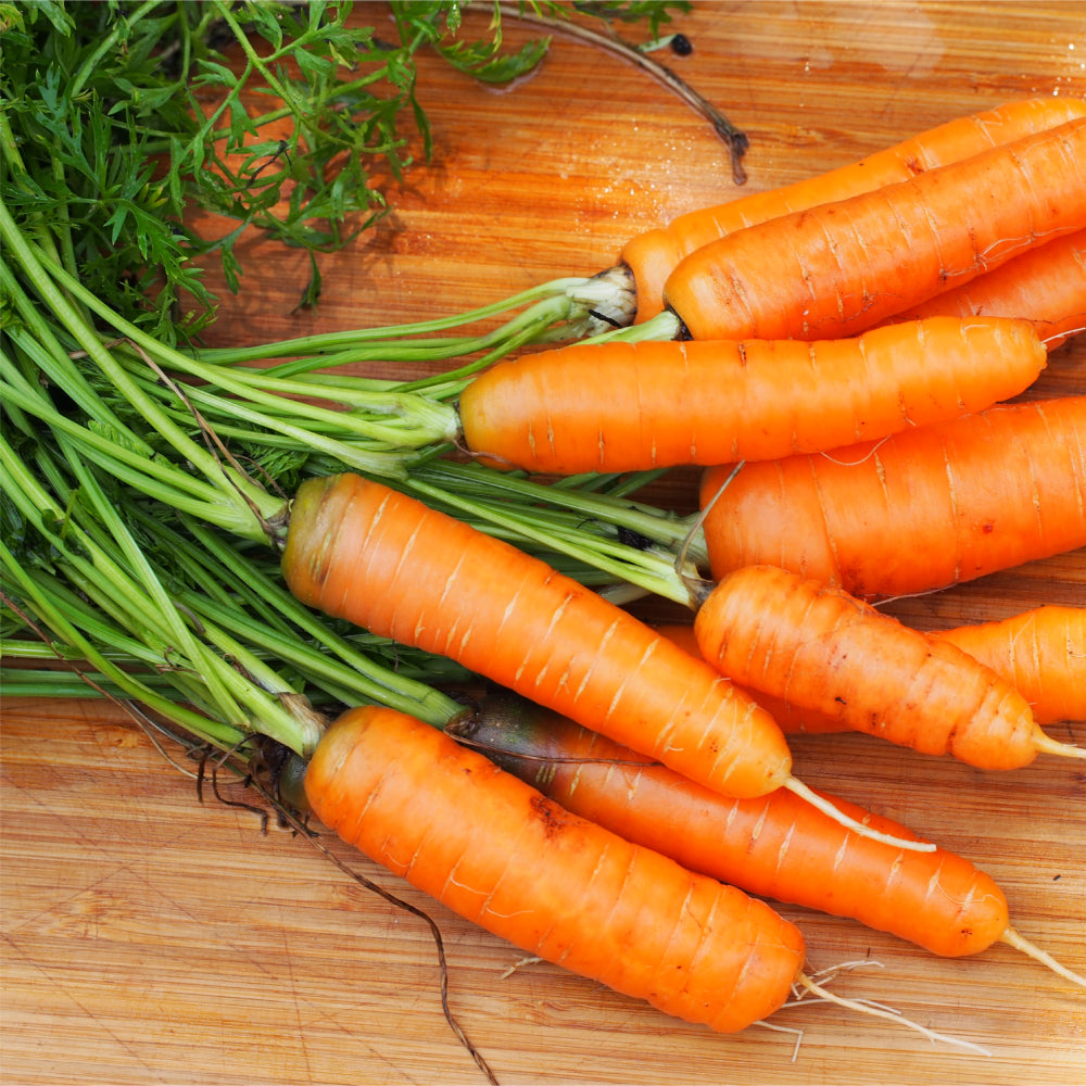 Carrot Scarlet Nantes