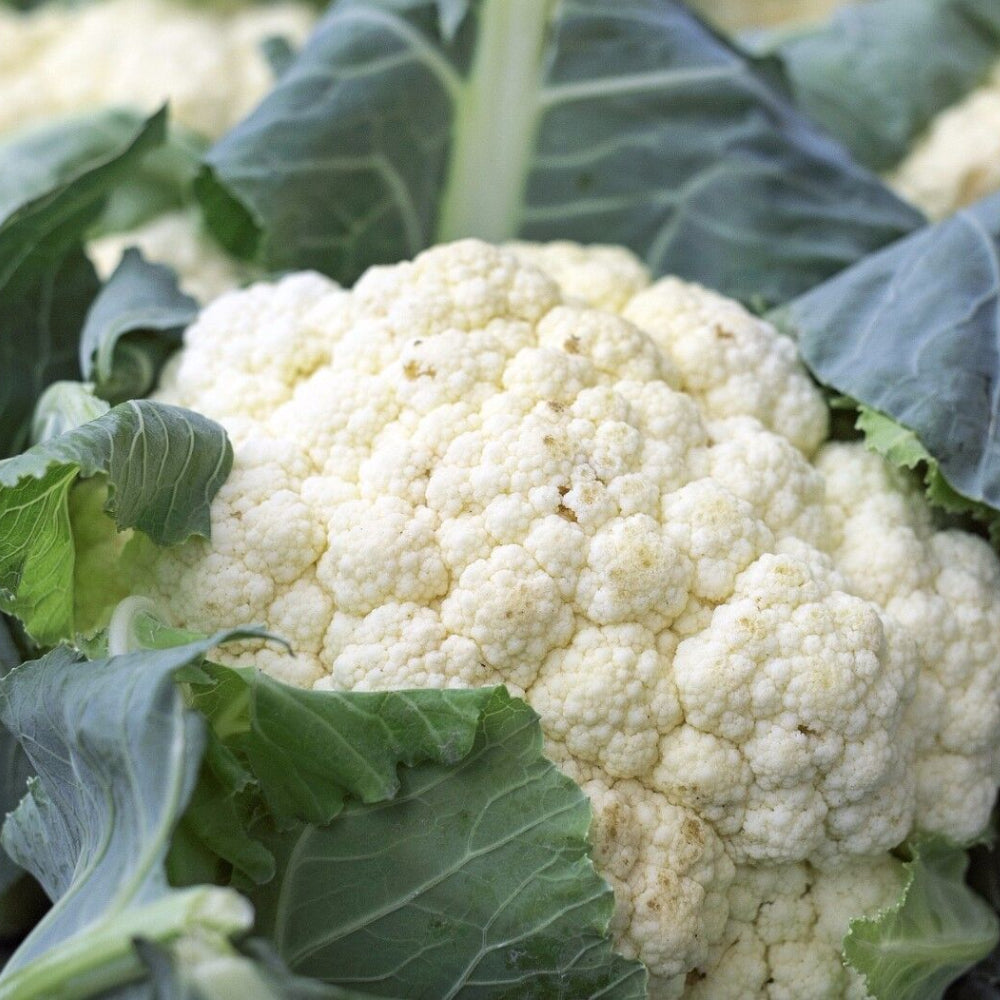 Cauliflower Snowball Y Improved