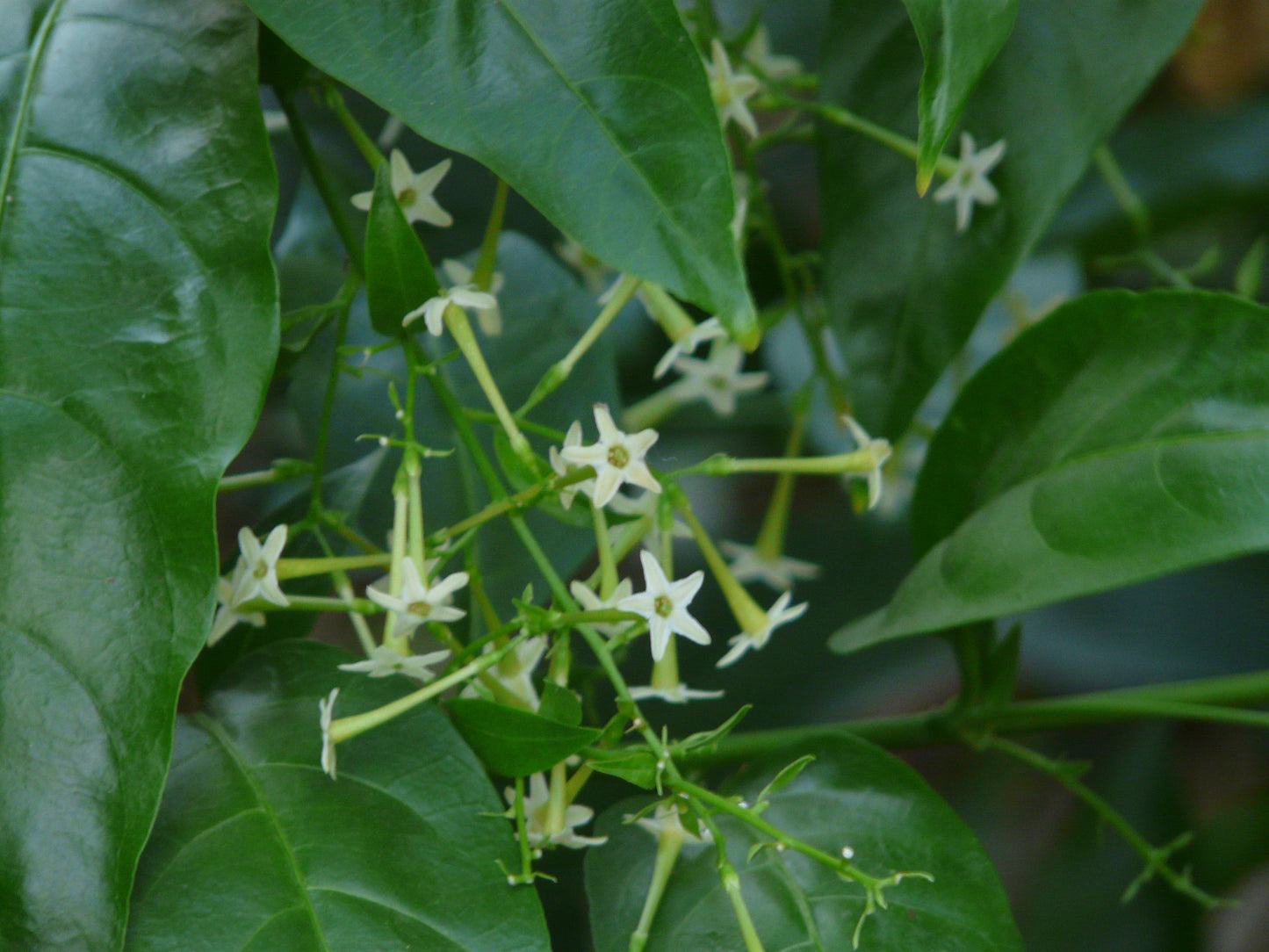 Live Plant Night Blooming Jasmine - Cestrum nocturnum