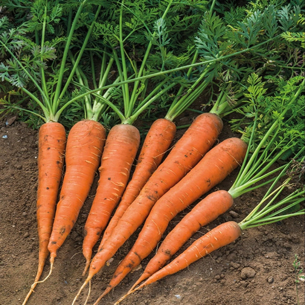 Chantenay Red Cored Carrot