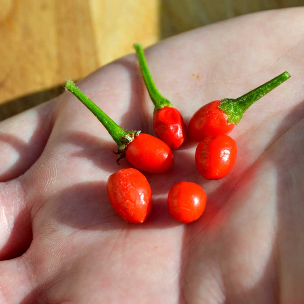 Chiltepin Hot Pepper