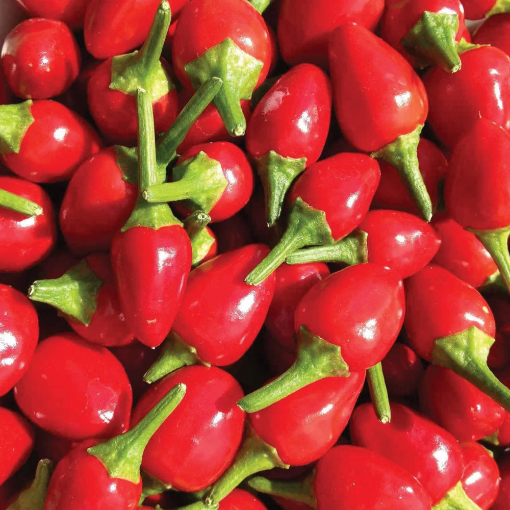 Chiltepin Hot Pepper