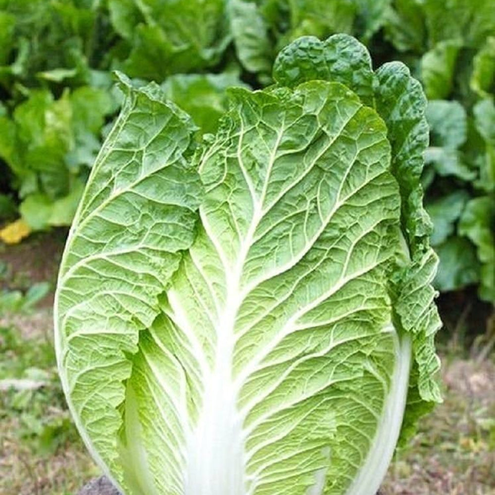 Chinese Cabbage Matsushima Brassica Rappa Pekinensia Group