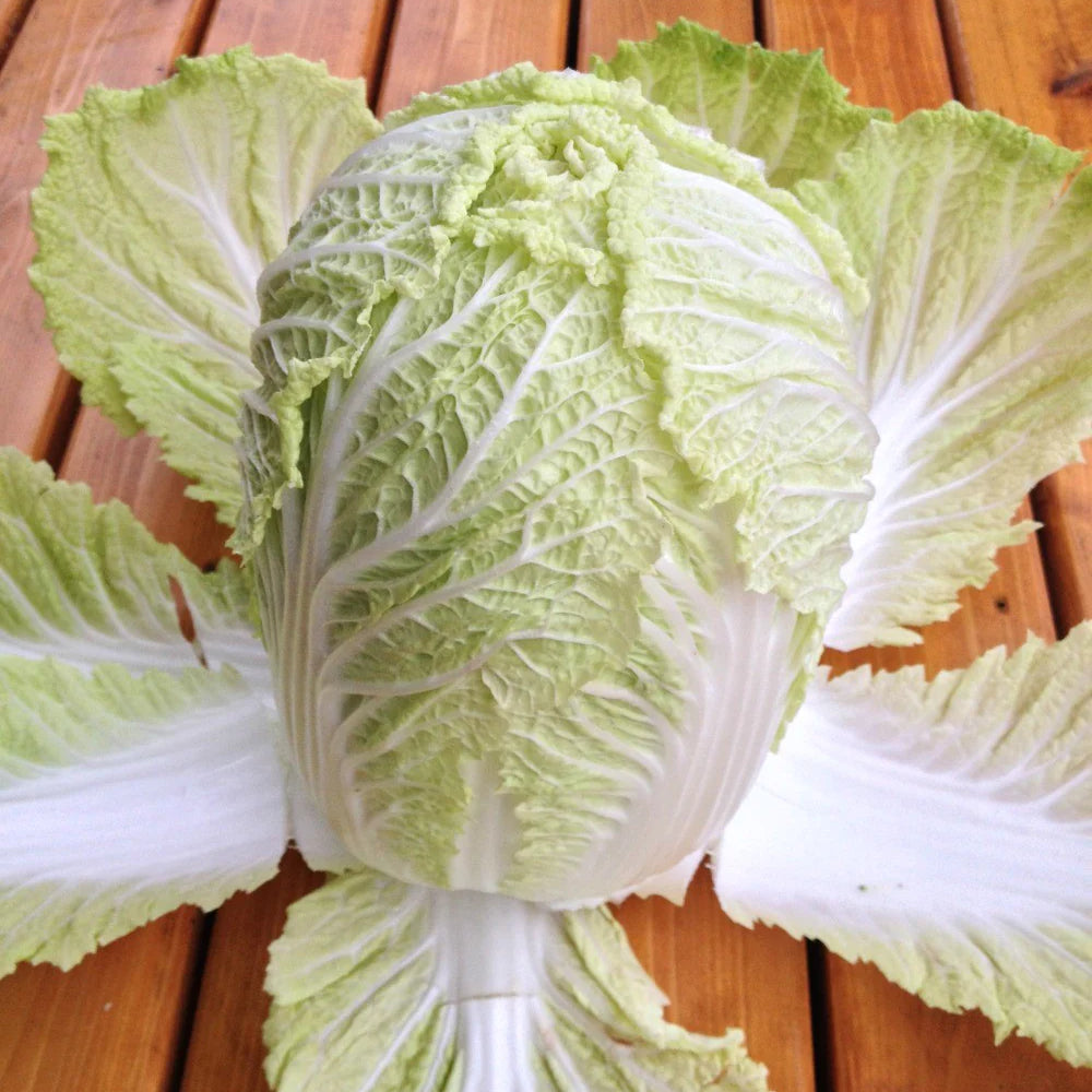 Chinese Cabbage Matsushima Brassica Rappa Pekinensia Group