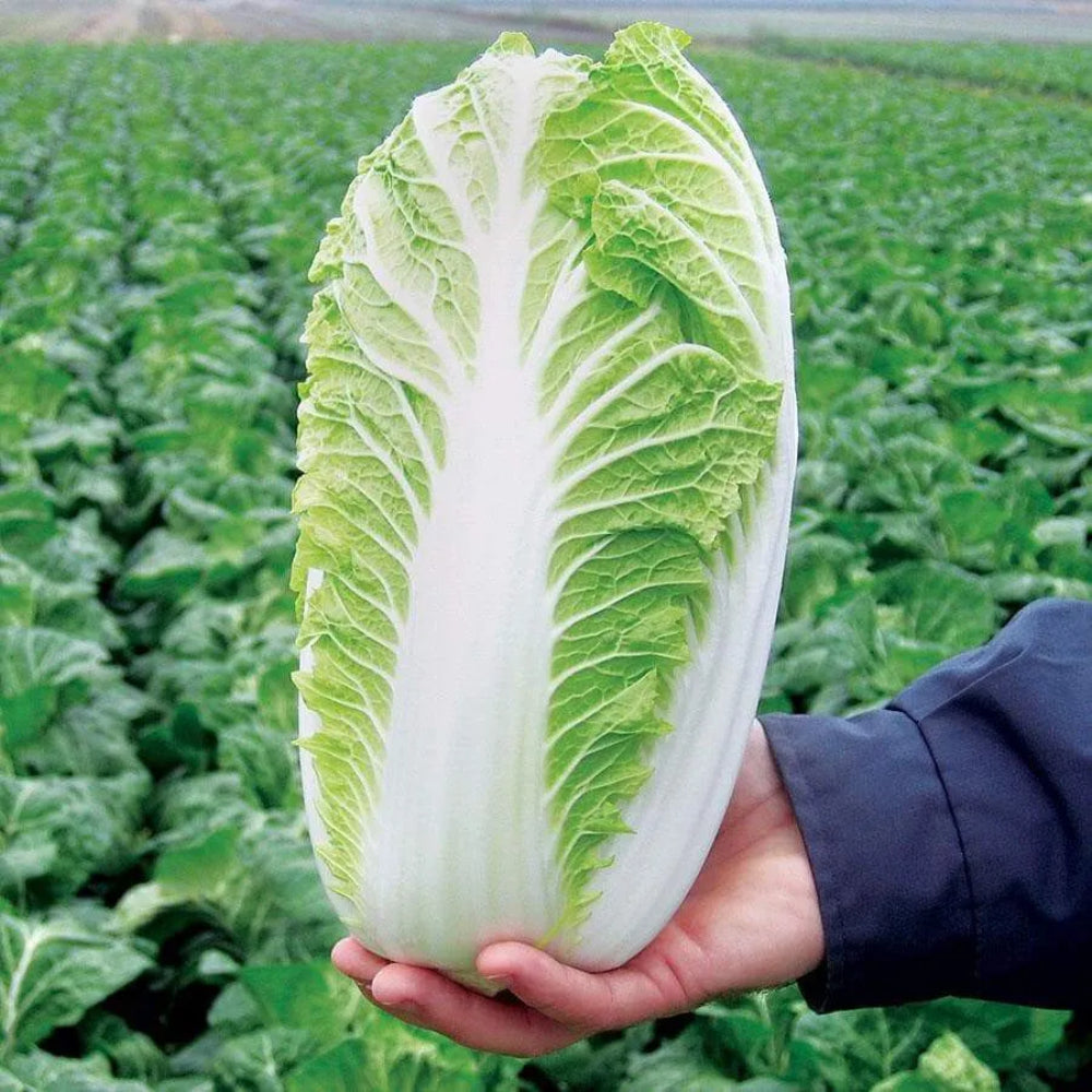 Chinese Heading Cabbage Michihli