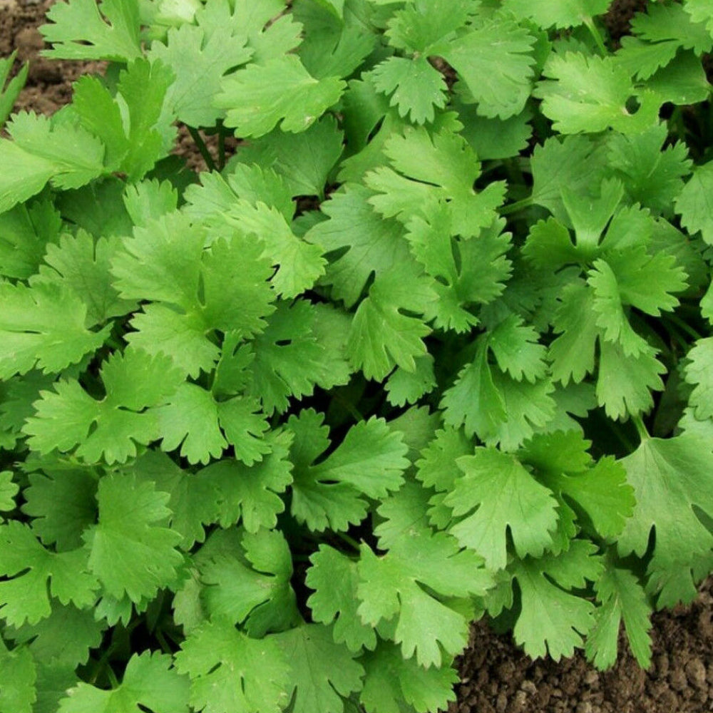 Cilantro Leisure Coriander