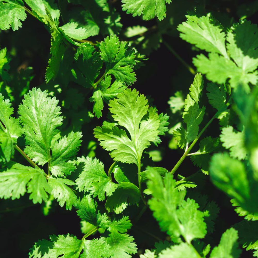 Cilantro Leisure Coriander