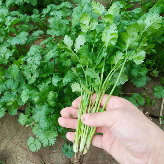 Cilantro Leisure Coriander
