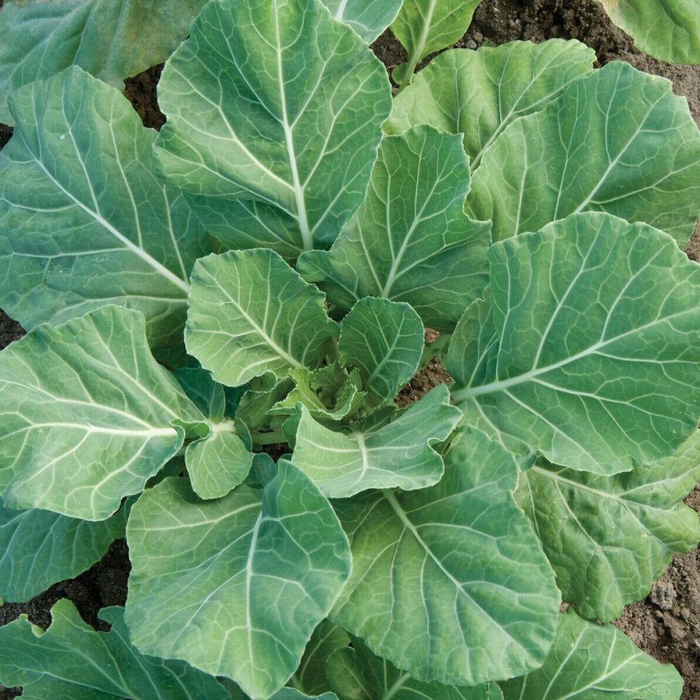 Collards Champion